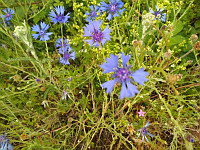 Bleuet (ph. Mrugala F., Chiroubles, juin 2021)(3)